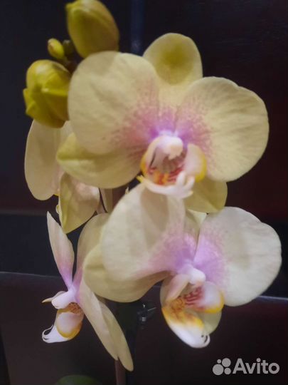 Орхидея фаленопсис