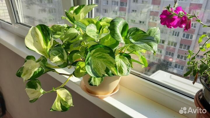 Сциндапсус хэппи лиф