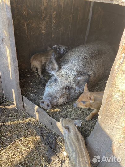 Поросята