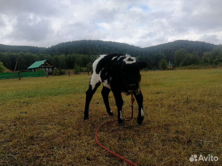Корова, бычек и тёлка