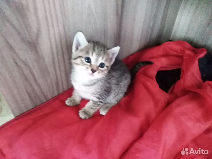 Котята в добрые руки бесплатно