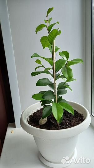 Лимонное дерево