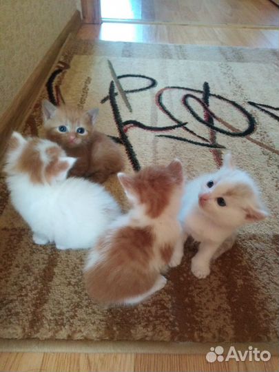 Котята в добрые руки