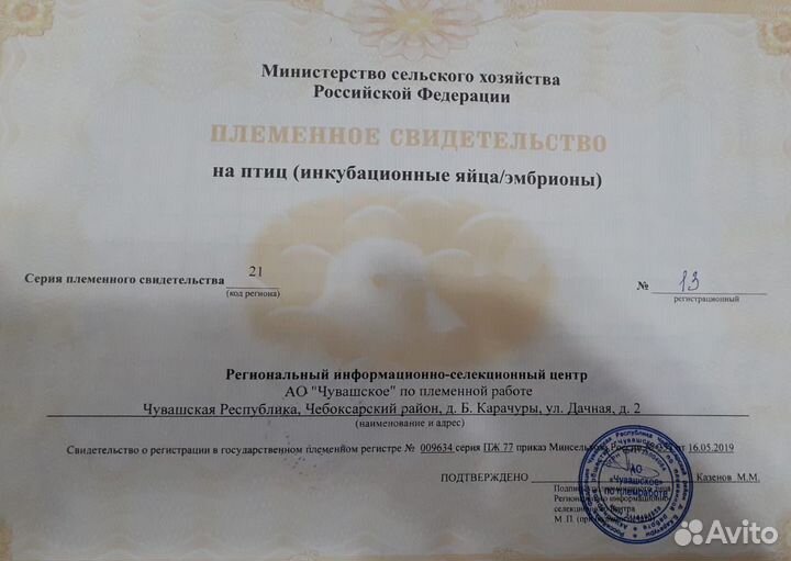 Гусята Гусята Гусята