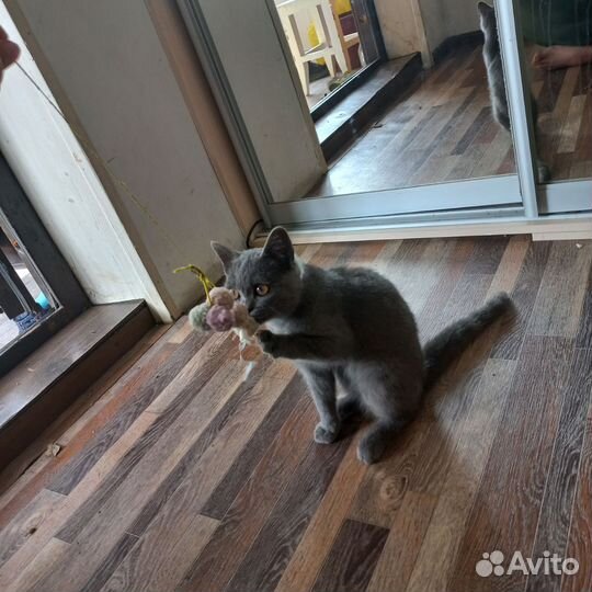 Шотландская кошечка 5 месяцев