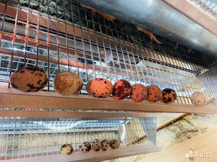 Яйца перепелиные домашние