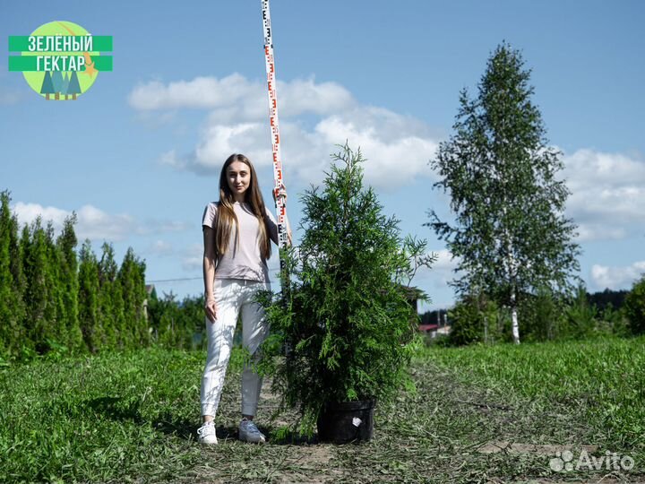 Туя брабант 1,2 м свежая копка 2023