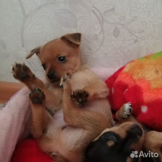 Щенки тойтерьера