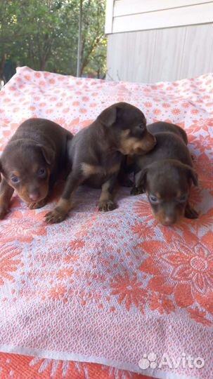 Малыши той-терьер