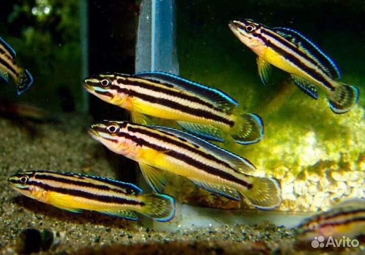 Юлидохромис Регана. Танганьикская цихлида