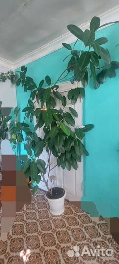 Фикус огромный