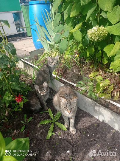 Котята в добрые руки