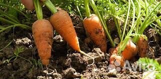 Продам морковь оптом от 20 тонн