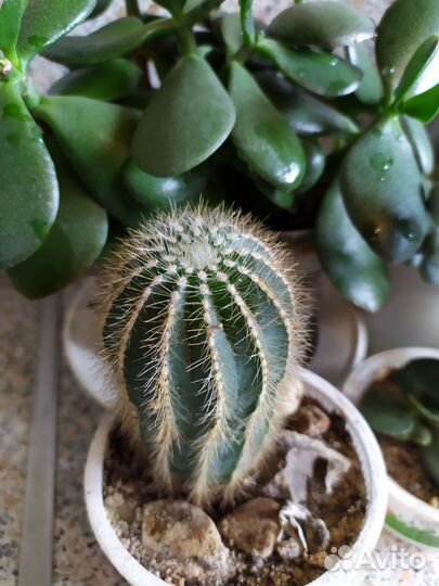 Суккуленты и кактус