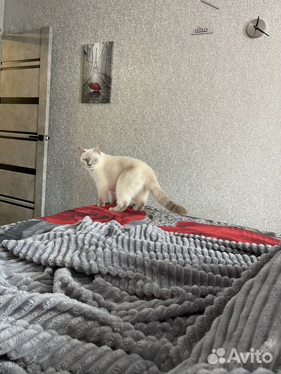 Вязка кошка