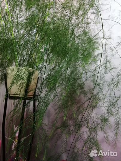 Аспарагус виргарус