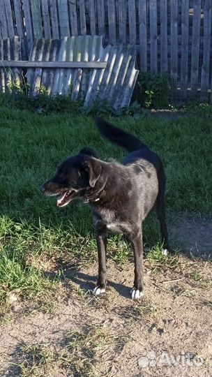 Два достойных молодых охранника в частный дом