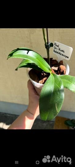 Орхидея Калейдоскоп бабочка