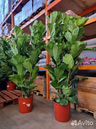 Фикус Лирата/Лировидный 3 ствола крупномер