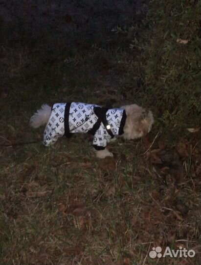 Комбинезоны для мелкой собаки S