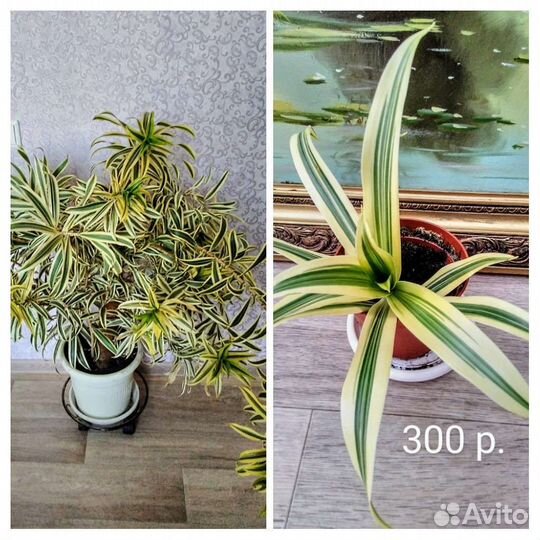 Пальма,хойя,драцена