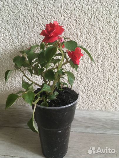 Бальзамин красный махровый