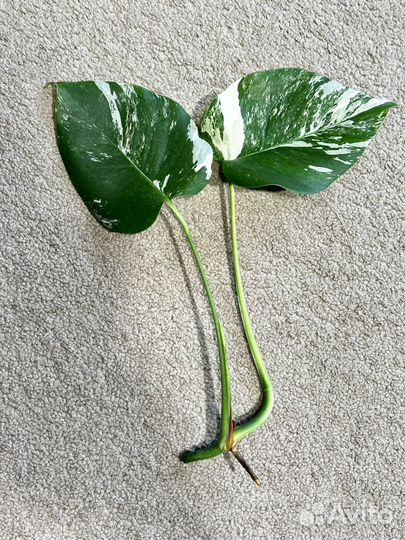 Монстера Альба