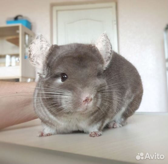 Шиншилла мальчик Коричневый бархат