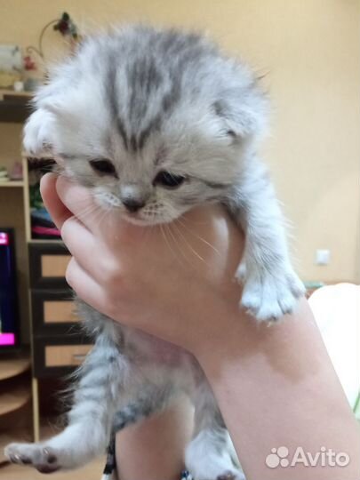 Шотландские котята