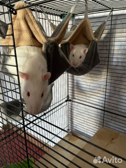 Декоративные крысы