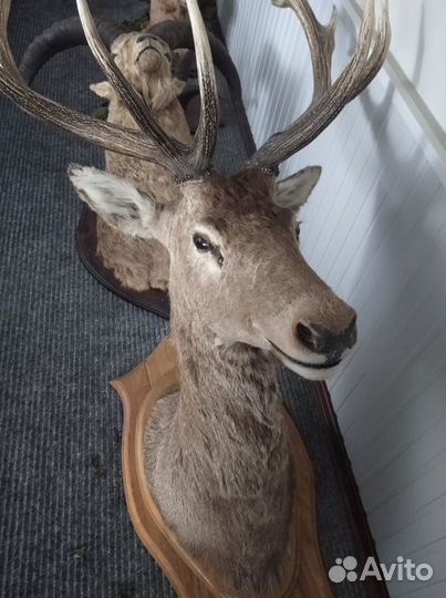 Чучело головы оленя и тура