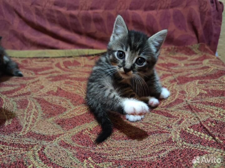 Котята в добрые руки бесплатно