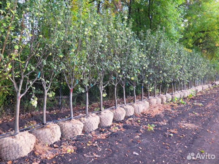 Саженцы сливы Ренклод Советский (синий)