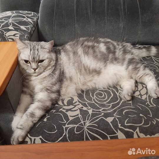 Британец в добрые руки