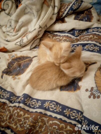 Кошки в добрые руки бесплатно