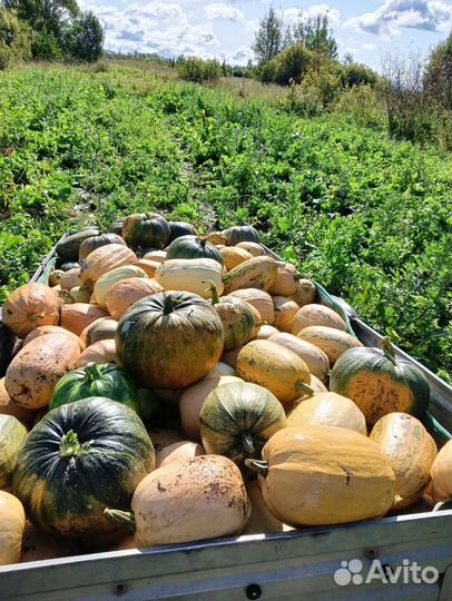 Тыква кормовая