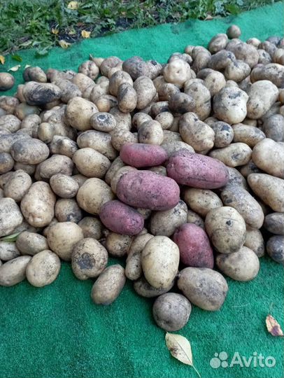 Сельхозпродукция