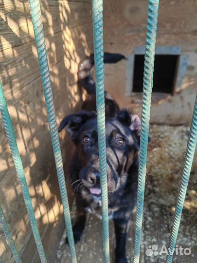 Щеночек Несквик ищет дом