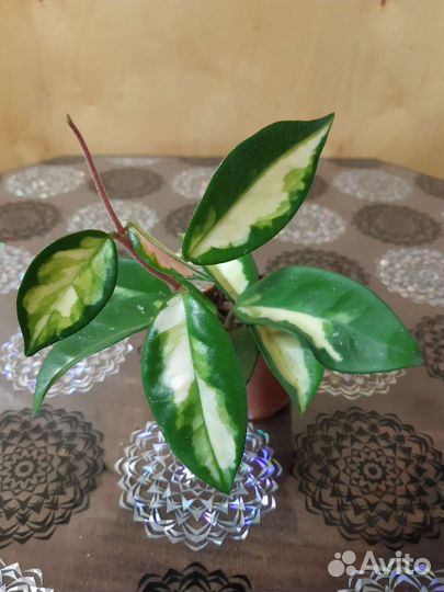 Комнатные растения