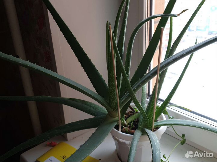 Алоэ Вера листья на срез и растения в горшке