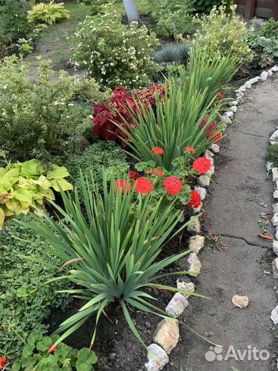 Ирис сибирский Пинк Парфе