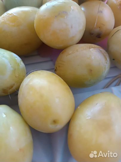 Груша садовая