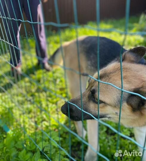 Собака в добрые руки