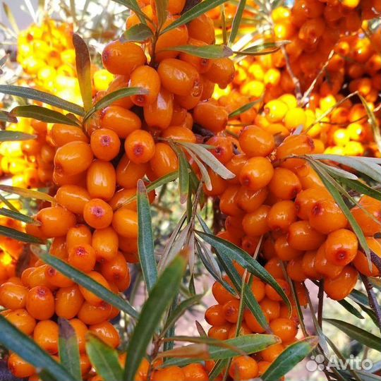 Саженцы облепихи