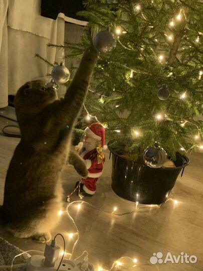 Шотландский кот вязка
