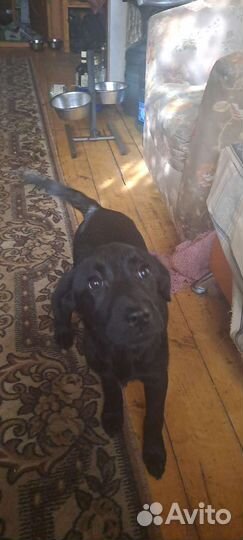 Собака щенки лабрадора