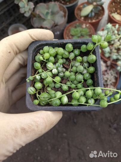 Крестовник роули вариегатный