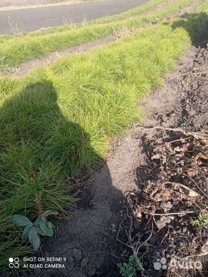 Сеянцы сосны