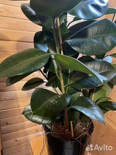 Фикус эластика Робуста D-27 /H-100, 3 ствола