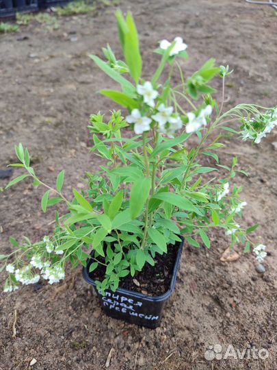 Спирея серая Грефшейм